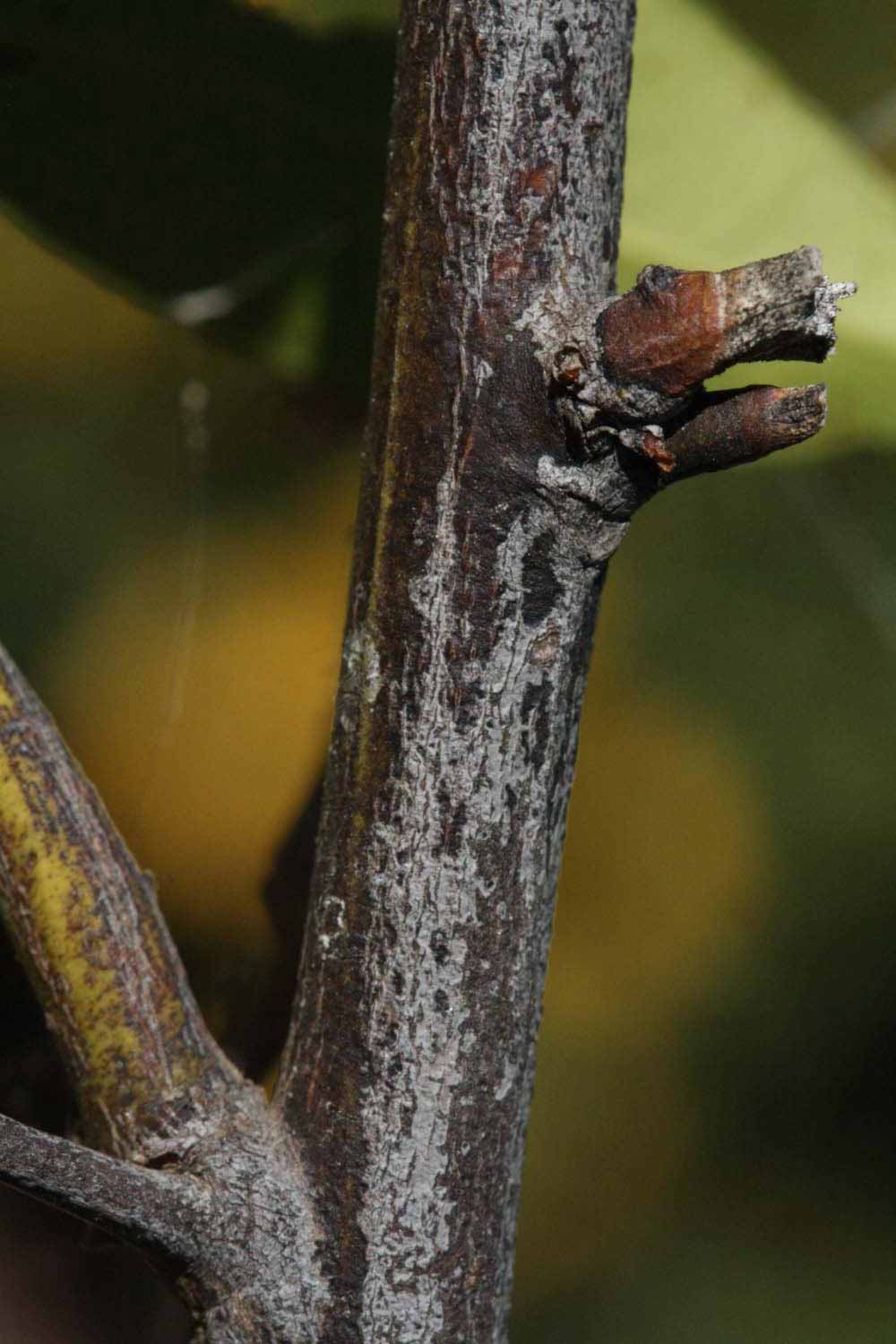              Second - third year twig (Riverside, CA)       